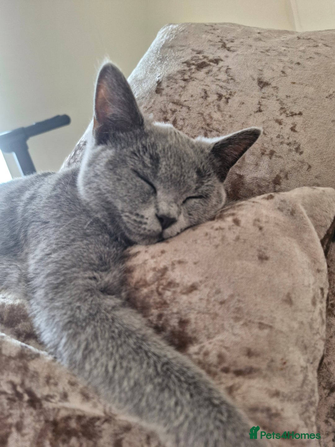 British Shorthair cats for sale: Beautiful Blue British shorthair  - Image 4