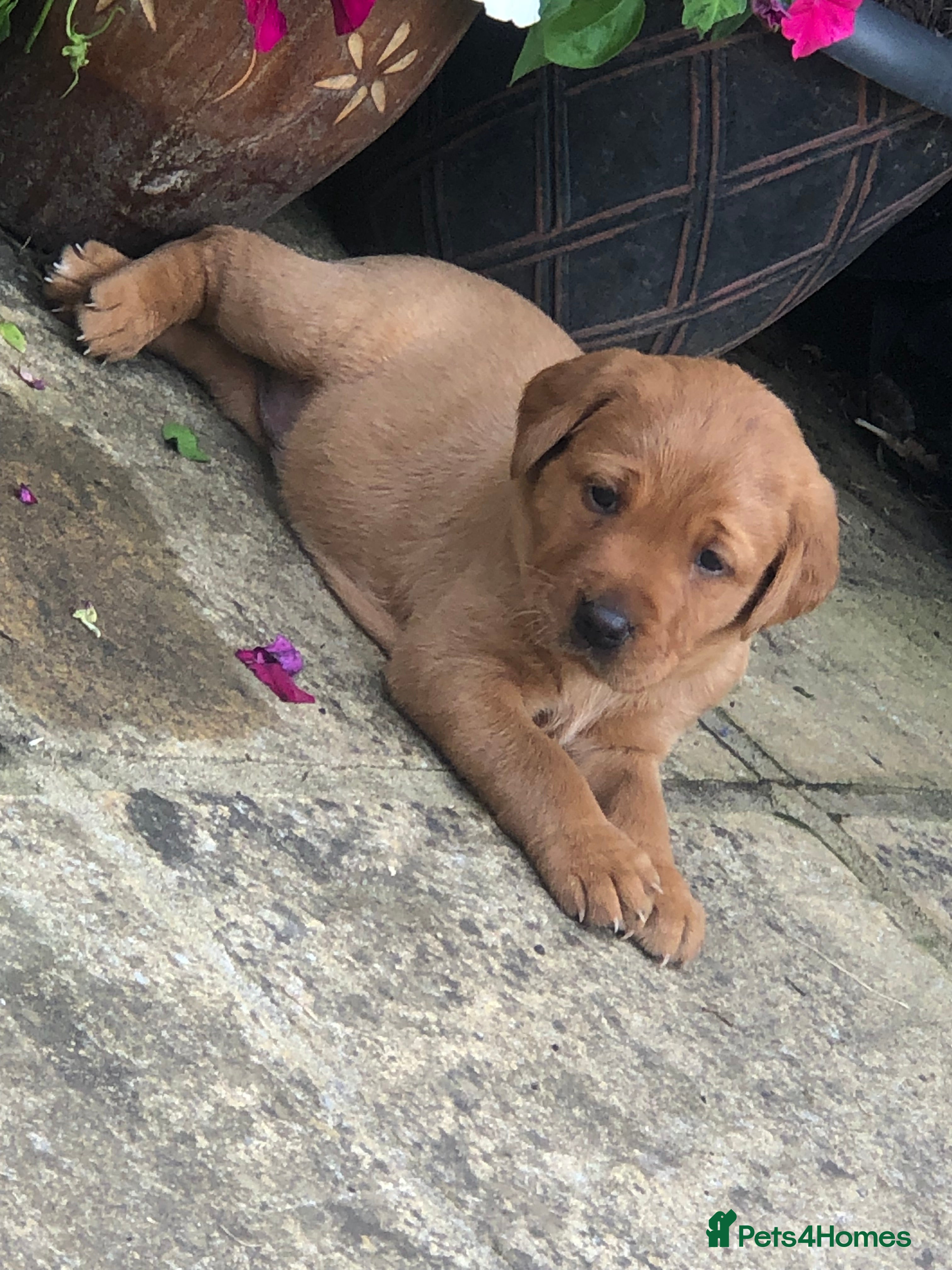 Labrador Retriever dogs 6 adorable Labrador puppies 🐶🩷💙 - Advert 2