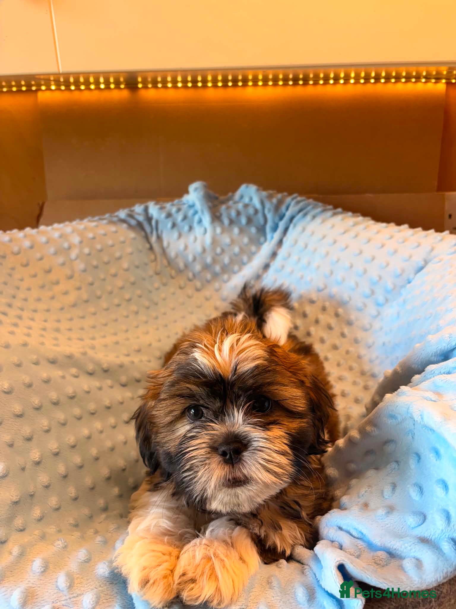 Shih Tzu dogs Adorable Shih Tzu Puppies – 3 Males & 3 Females - Advert 1