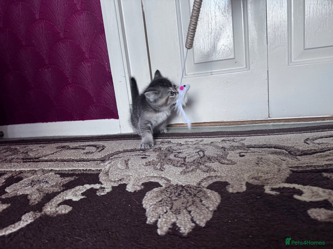 British Shorthair cats for sale: British Short Hair  - Advert 13