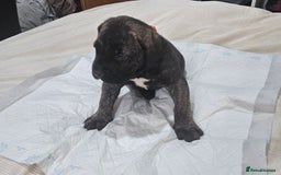 Mixed Breed dogs for sale: Pure Cane corso / pure presa canario puppies. - Image 12