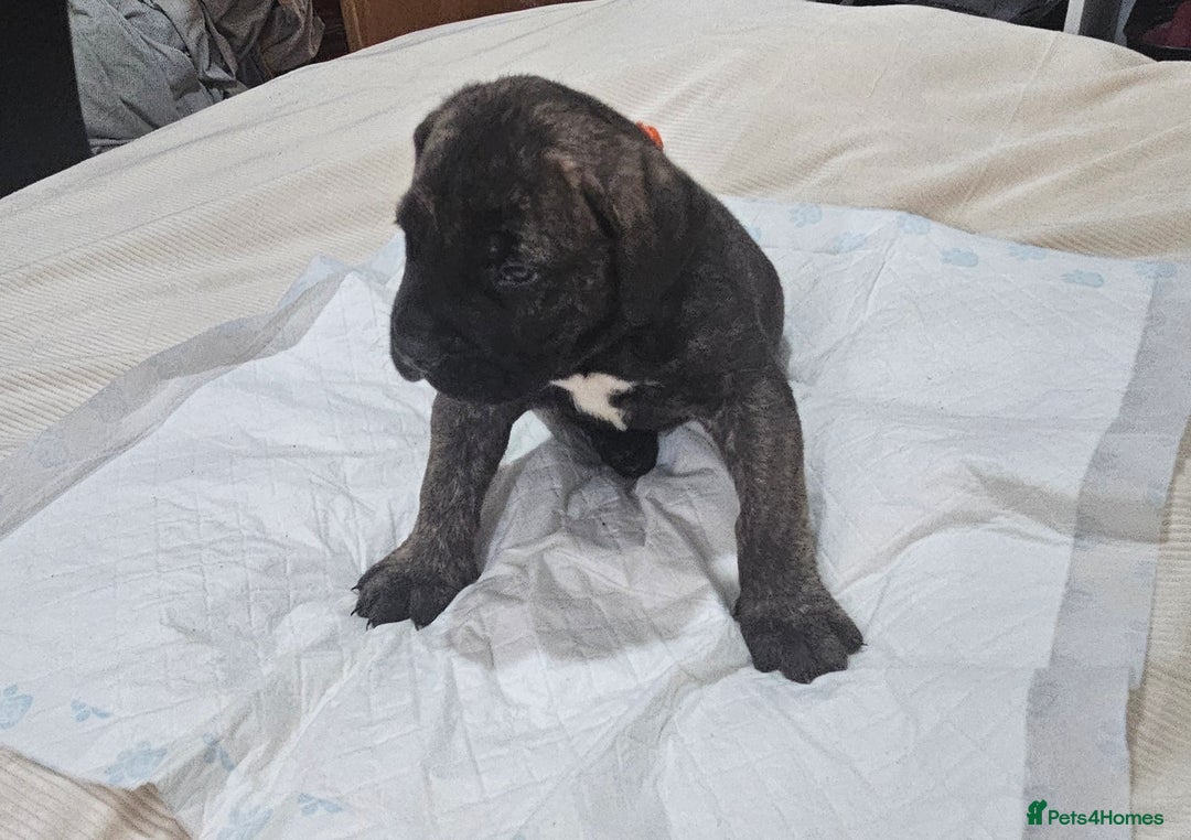 Mixed Breed dogs for sale: Pure Cane corso / pure presa canario puppies. - Image 12