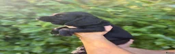 Cocker Spaniel dogs for sale: Beautiful 6 black cocker spaniel!  - Advert 8