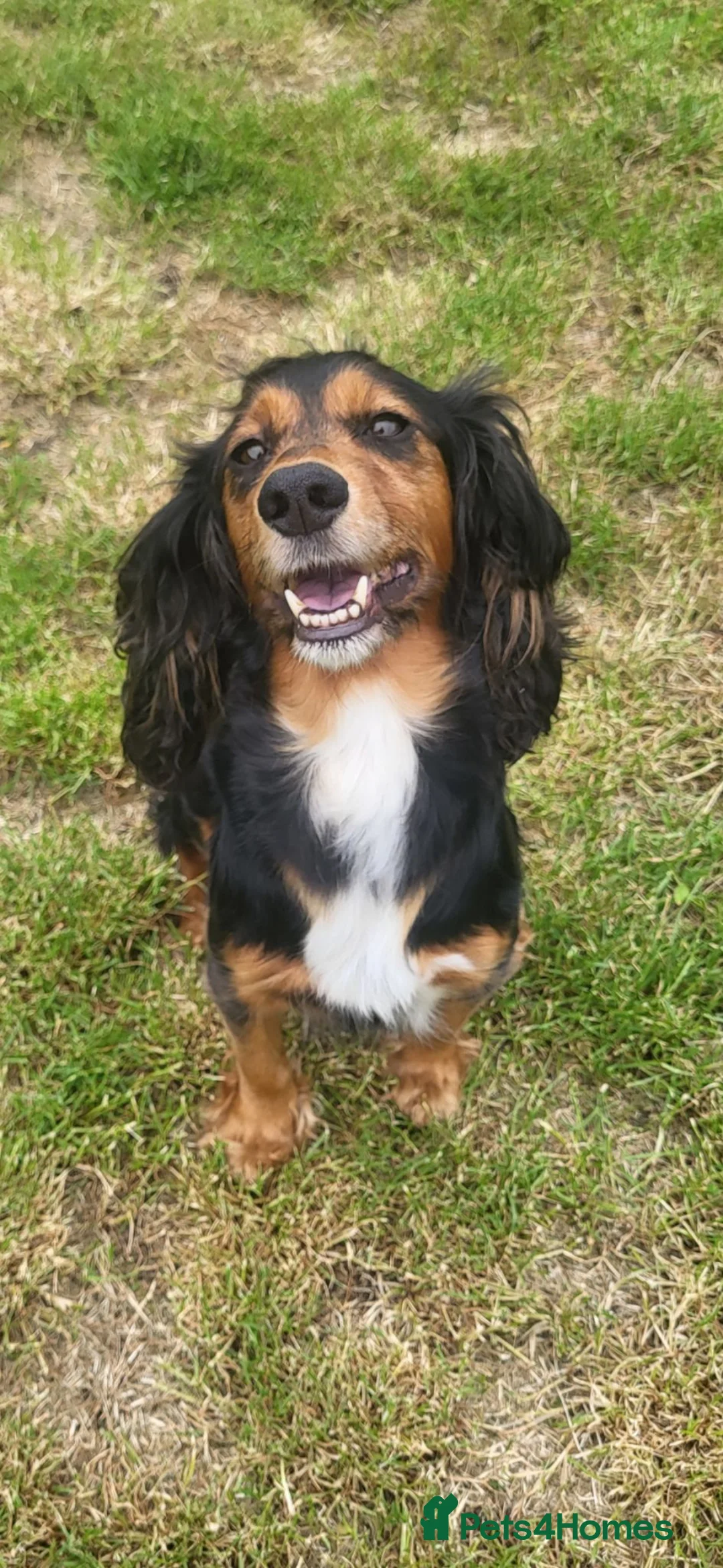 Cocker Spaniel dogs for sale:  kc working cockers spaniels "Shropshire " in Bridgnorth - Advert 2