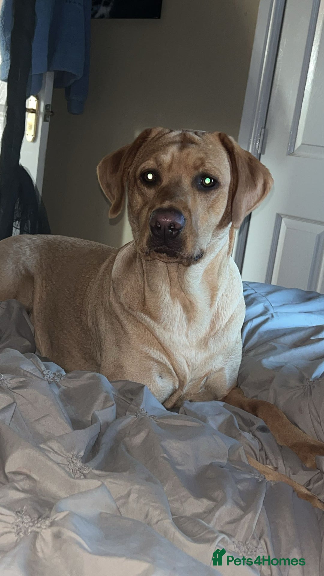 Goldador dogs for sale: Beautiful litter off 11 goldador puppies  - Image 2