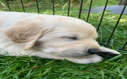 Golden Retriever dogs for sale: 1 BOY LEFT! Beautiful KC Golden Retriever Puppies! in Llanfyrnach - Image 22