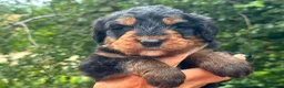 Bernedoodle dogs for sale: standard F1 Bernadoodles  - Advert 2