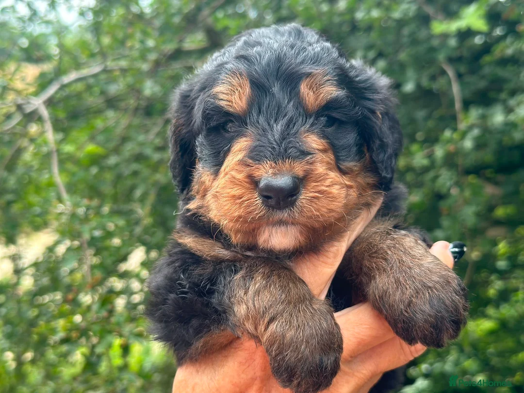 Bernedoodle dogs for sale: standard F1 Bernadoodles  - Advert 2