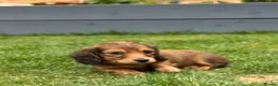 Miniature Dachshund dogs for sale: Mini Long Haired Daschund 2 girls left - Advert 9