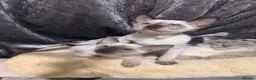 Siamese cats for sale: 4 affectionate traditional Siamese kittens ready - Advert 6