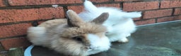 Lionhead rabbits for sale: Lovely Lionhead Baby Bunnies – Friendly & Ready🐰✨ - Advert 6