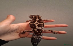 Leopard Gecko reptiles for sale: Male leopard gecko - Image 4