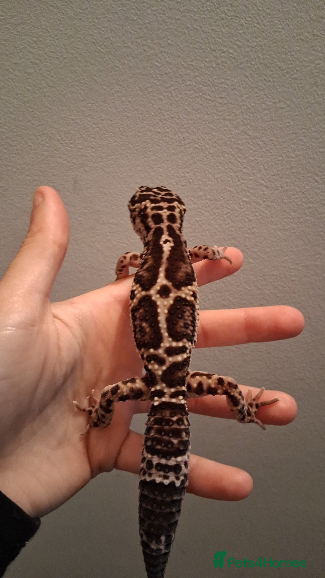 Leopard Gecko reptiles for sale: Male leopard gecko - Image 4