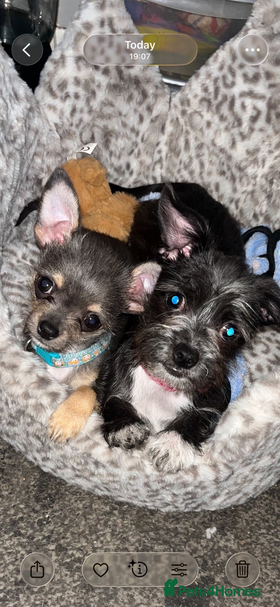 Mixed Breed dogs Stunning chihuahua  - Advert 8