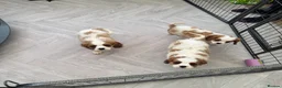 Cavalier King Charles Spaniel dogs for sale: Stunning cavalier King Charles puppies  - Advert 12