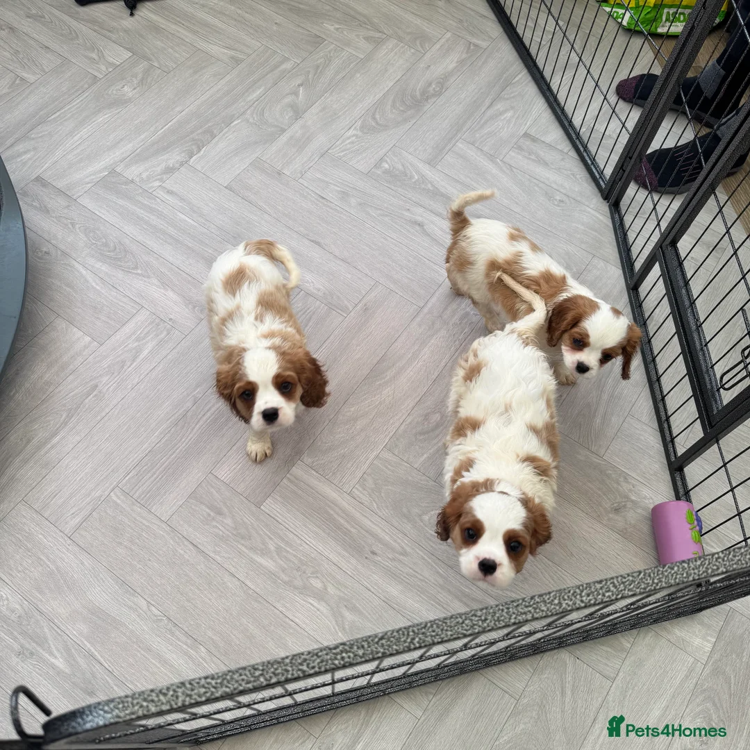 Cavalier King Charles Spaniel dogs for sale: Stunning cavalier King Charles puppies  - Advert 12