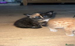Mixed Breed cats for sale: 2 X Kittens for sale - Image 5