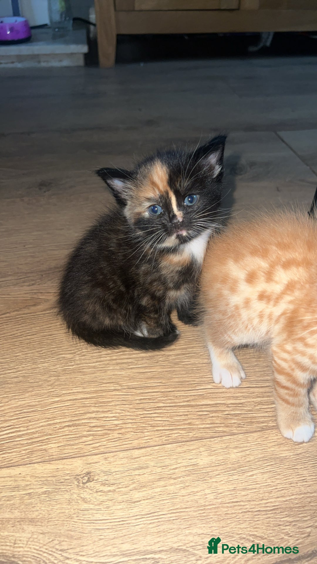 Mixed Breed cats for sale: 2 X Kittens for sale - Image 5