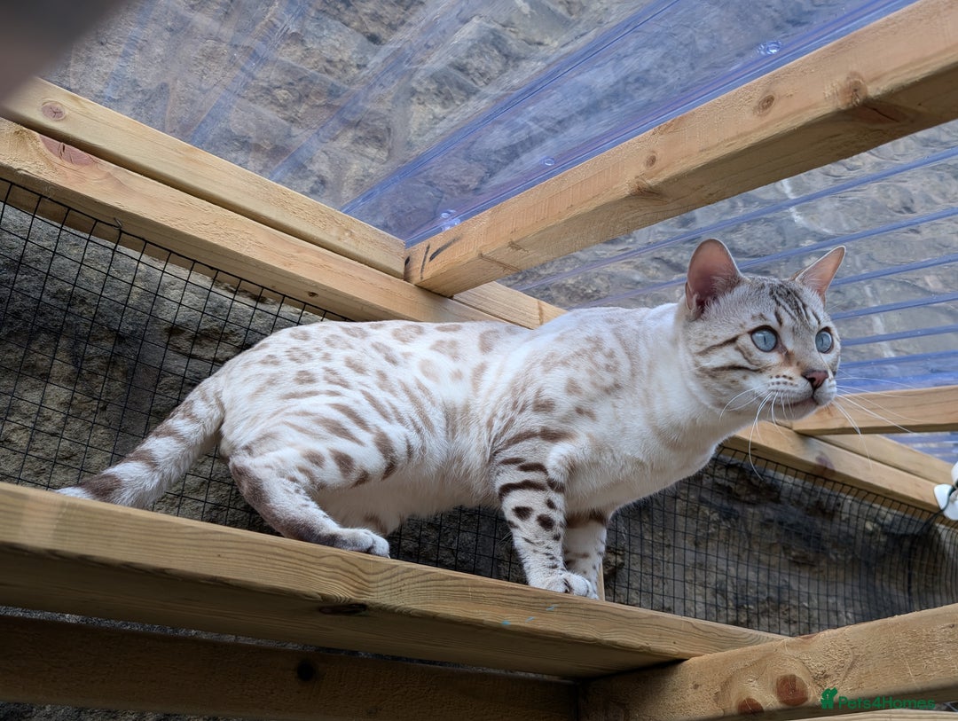 Bengal cats for sale: 🖤🤎 Gorgeous Bengal Kittens 🤎🖤 - Image 39