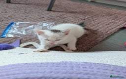 Mixed Breed cats for sale: Persian mix cross  - Image 7