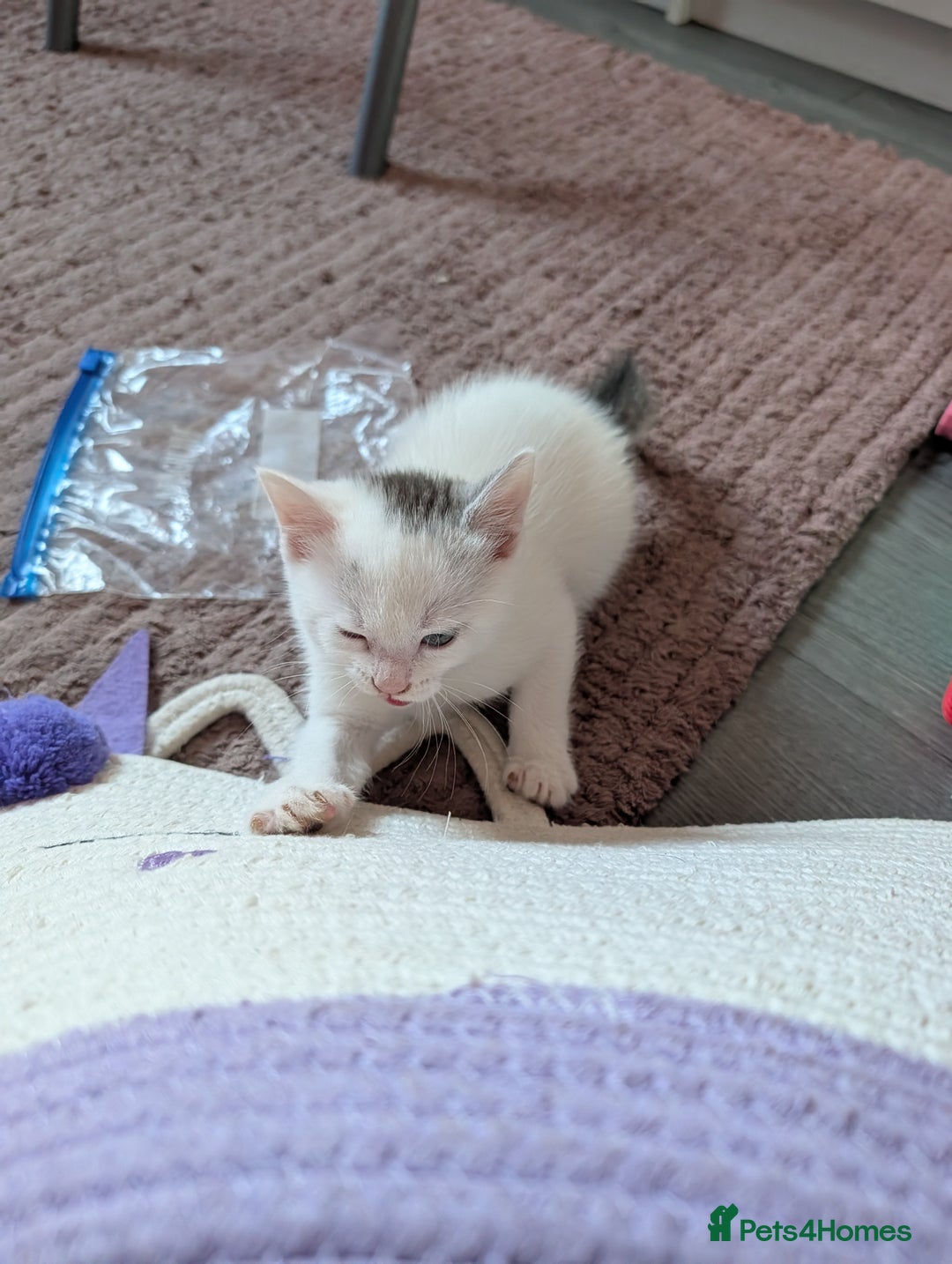 Mixed Breed cats for sale: Persian mix cross  - Image 7