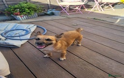 Mixed Breed dogs for adoption: Meet Foxi, currently residing in Northampton  - Image 3