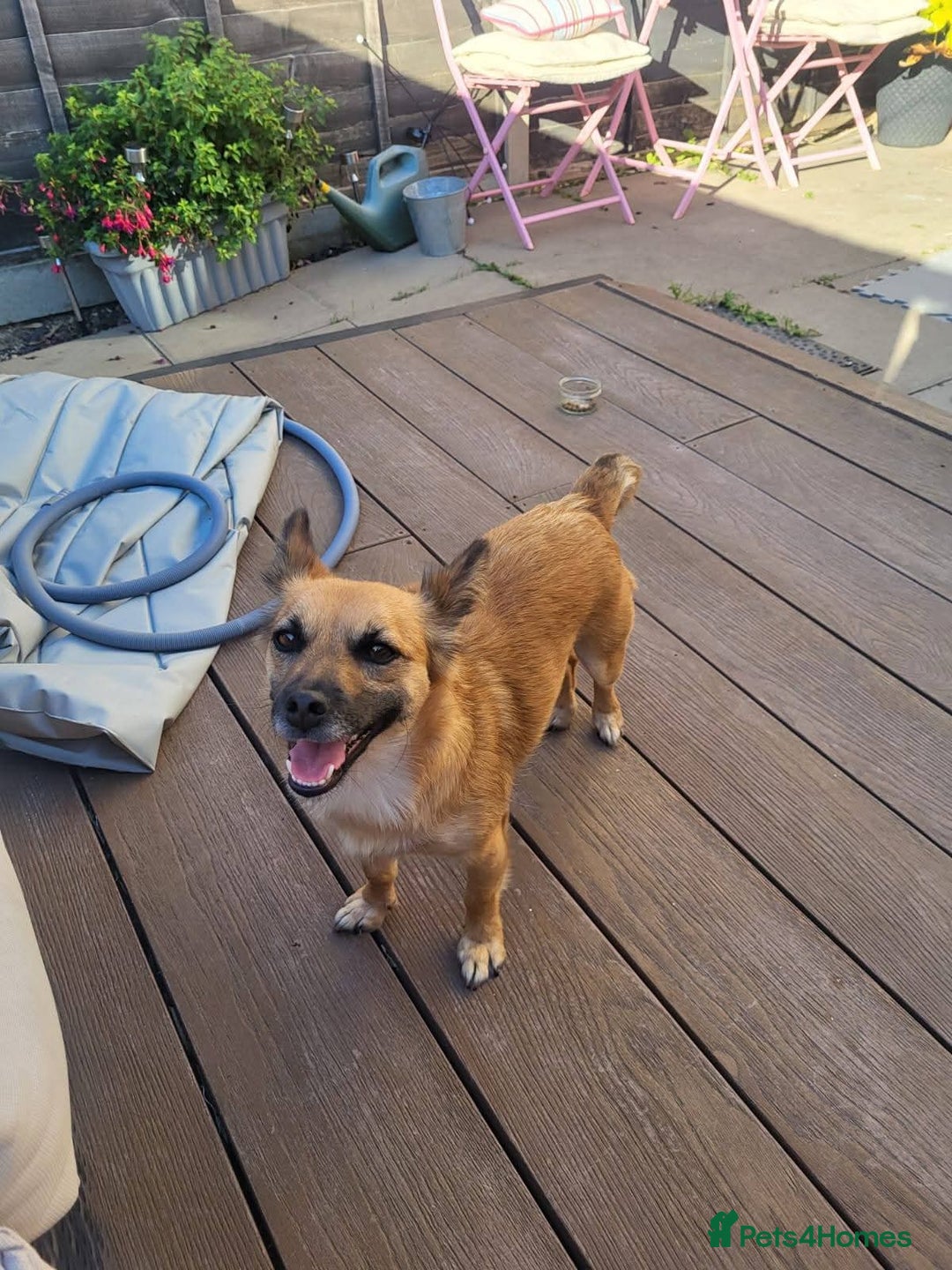 Mixed Breed dogs for adoption: Meet Foxi, currently residing in Northampton  - Image 3