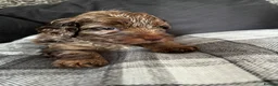Cockapoo dogs for sale: Beautiful merle Cockapoo puppies  - Advert 13