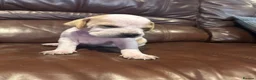 Pointer dogs for sale: Gorgeous English Pointer Puppies - Advert 8
