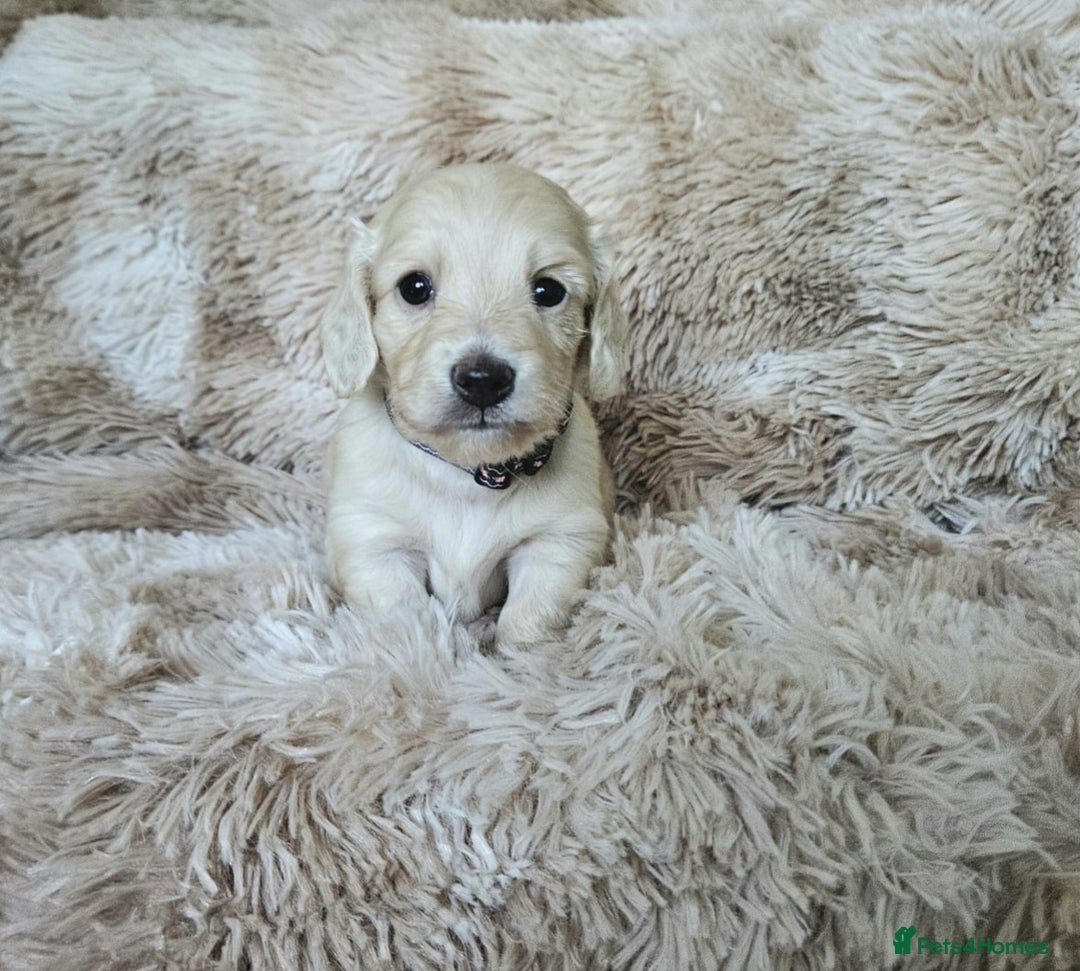 Miniature Dachshund dogs for sale: Beautiful long haired mini dachshunds - Advert 7