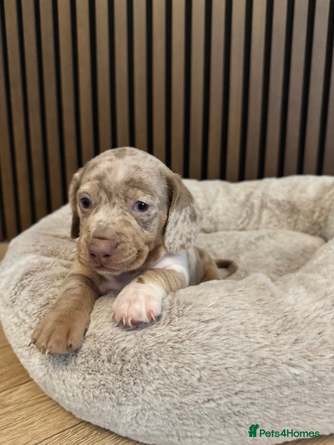 Dachshund dogs for sale: Miniature dapple dachshunds 5 puppies  - Advert 14