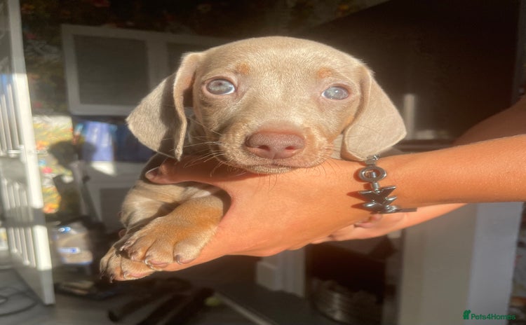 Miniature Dachshund dogs - Advert 15