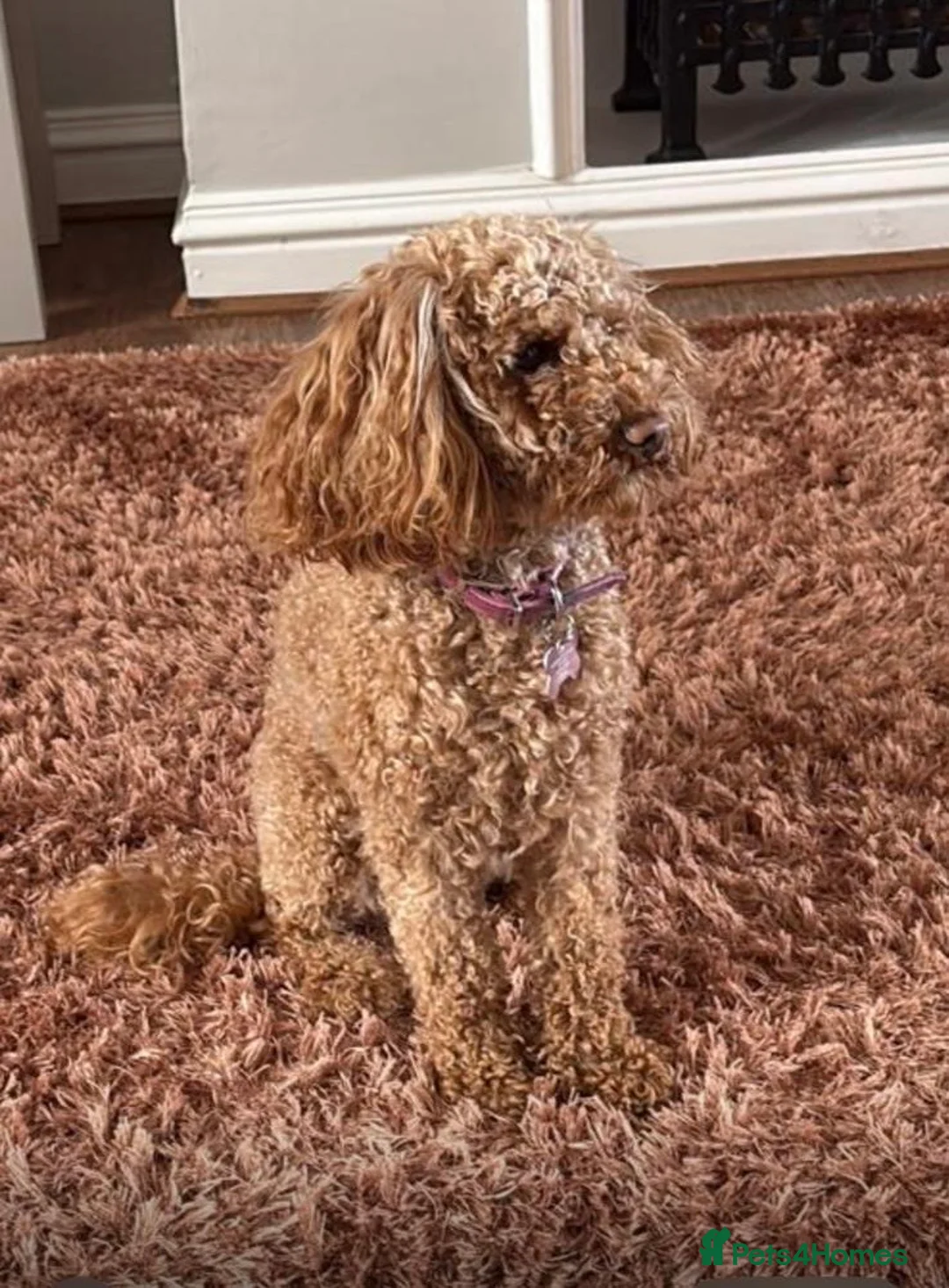 Mixed Breed dogs for sale: Cavamaltipoo puppies for sale - Advert 9