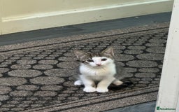 American Shorthair cats for sale: 3 male kittens for free - Image 4