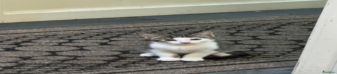 American Shorthair Kitten 3
