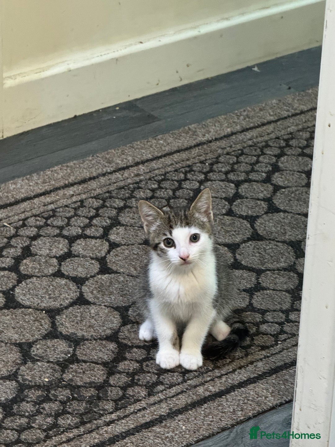 American Shorthair cats for sale: 3 male kittens for free - Image 4