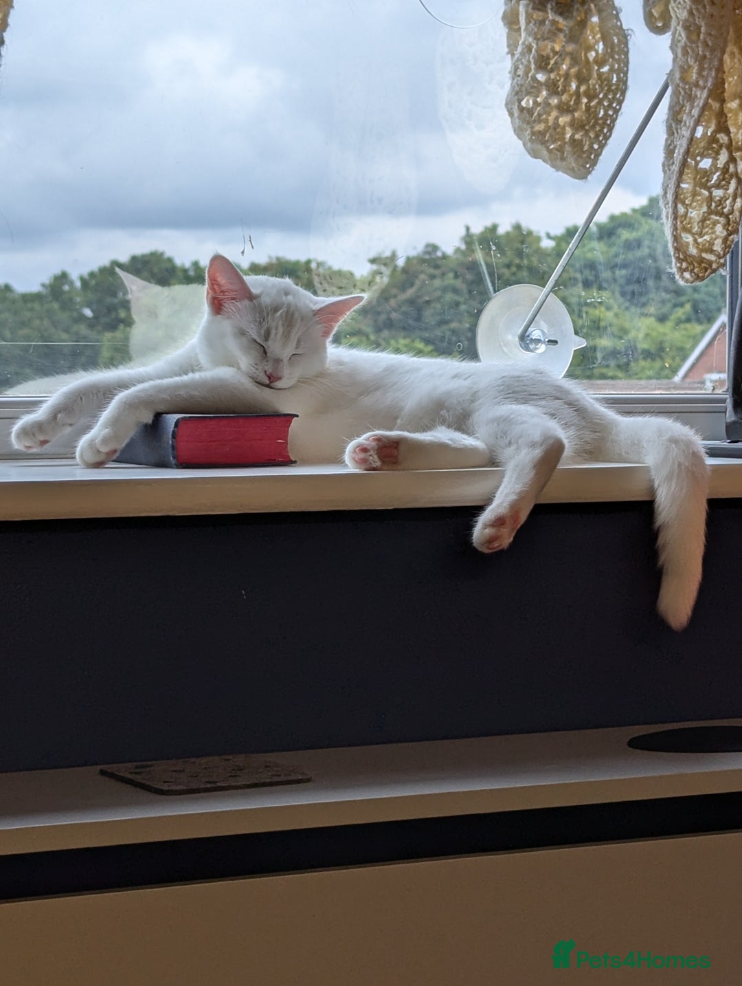 Domestic Shorthair cats for sale: Heartbreaking Rehome-18 month old Pure White Cat x - Image 30