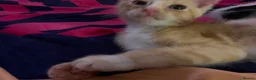 Mixed Breed cats for sale: Ragdoll Shpynx kittens - Advert 6