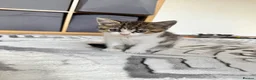 British Shorthair cats for sale: Four Beautiful BSH Tabby Kittens  - Advert 13