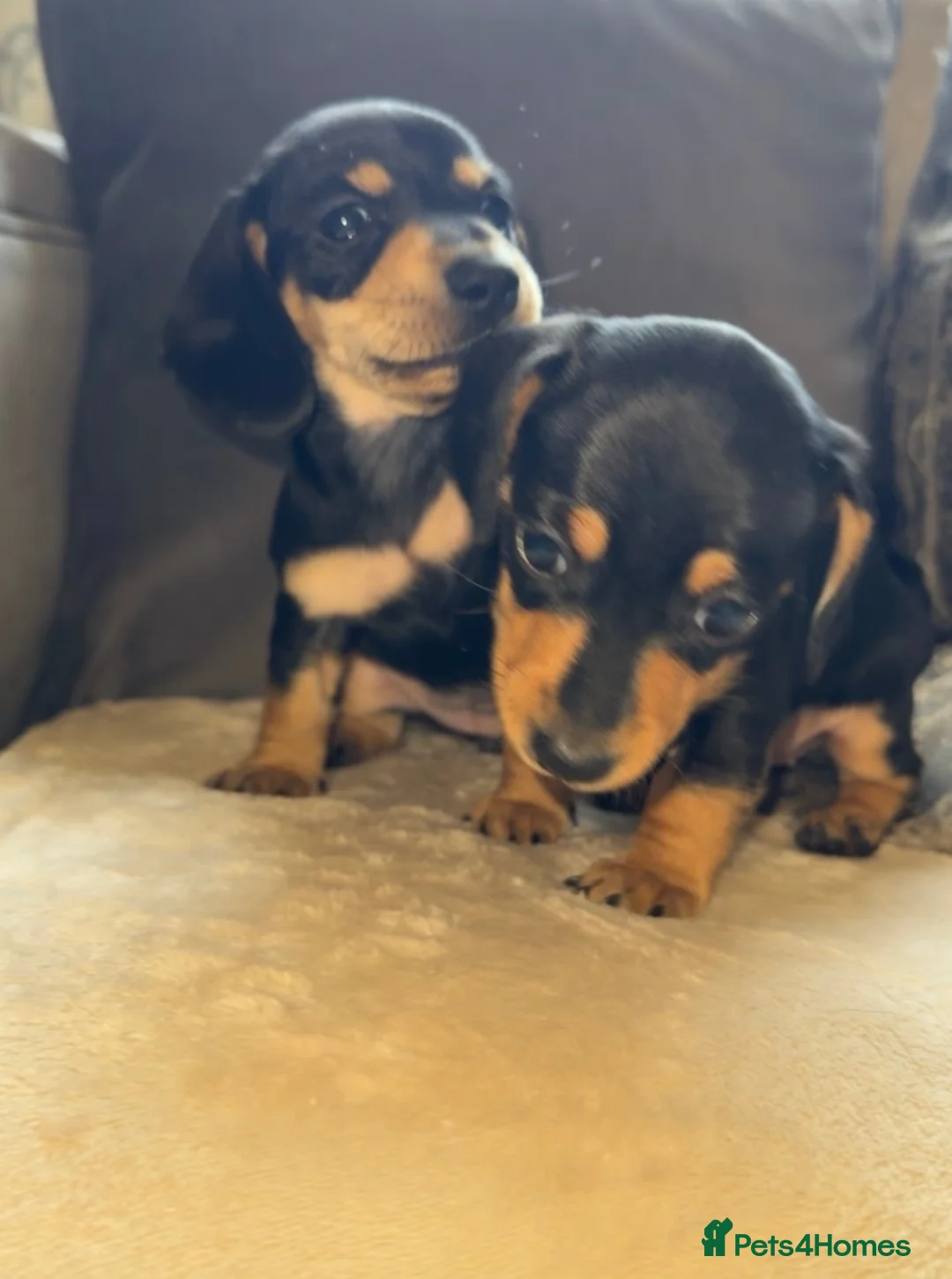 Miniature Dachshund dogs for sale: Two girl miniature daschunds - Advert 2