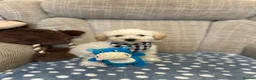 Poochon dogs for sale: Adorable Poochon puppies for sale  - Advert 4