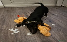 English Bull Terrier dogs for sale: BLACK ENGLISH BULL TERRIER 4 months old  - Image 2