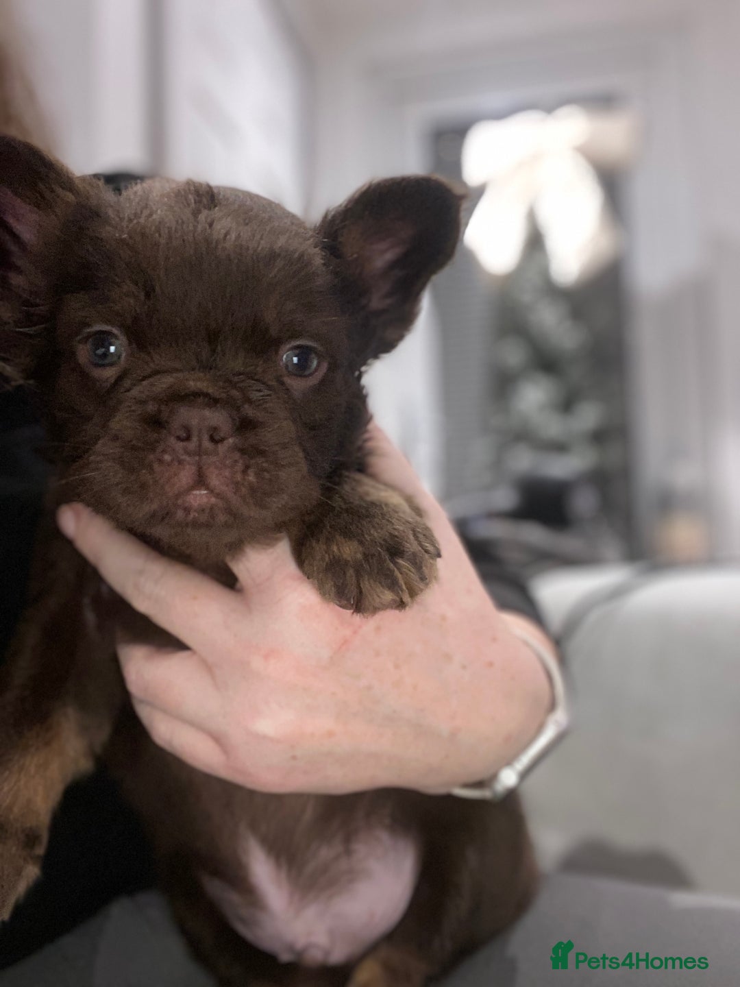 French Bulldog dogs for sale: READY TO LEAVE THIS WEEKEND FLUFFY FRENCH BULLDOGS - Advert 39