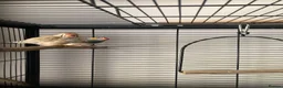 Finches birds for sale: Zebra Finch breeding pair and 2 x female juveniles - Advert 4