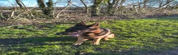 German Shepherd dogs for stud: Superb German Shepherd Stud Ready for Breeding in Coventry - Advert 3