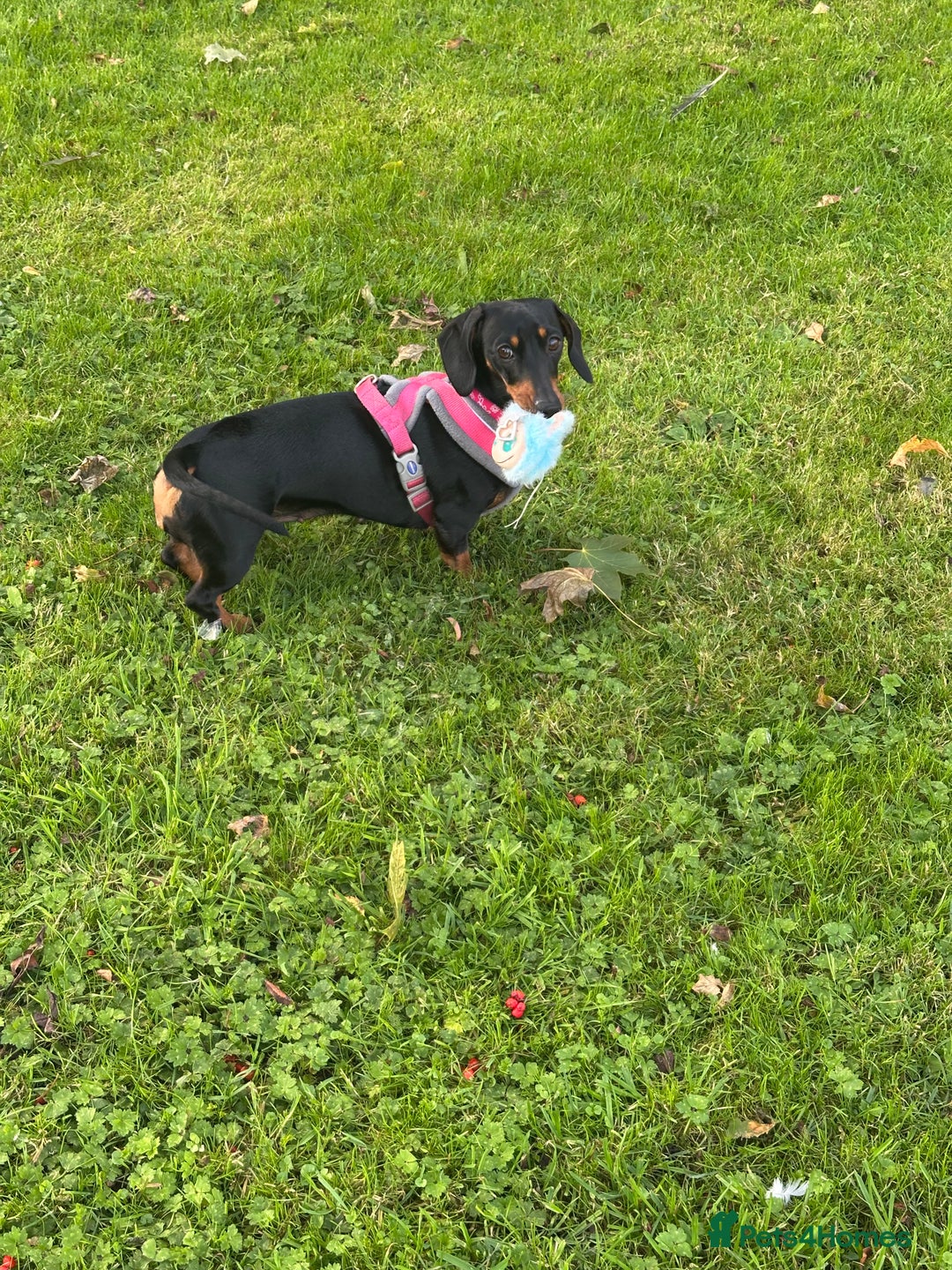 Miniature Dachshund dogs for sale: Mini dachshund for rehome - Advert 6