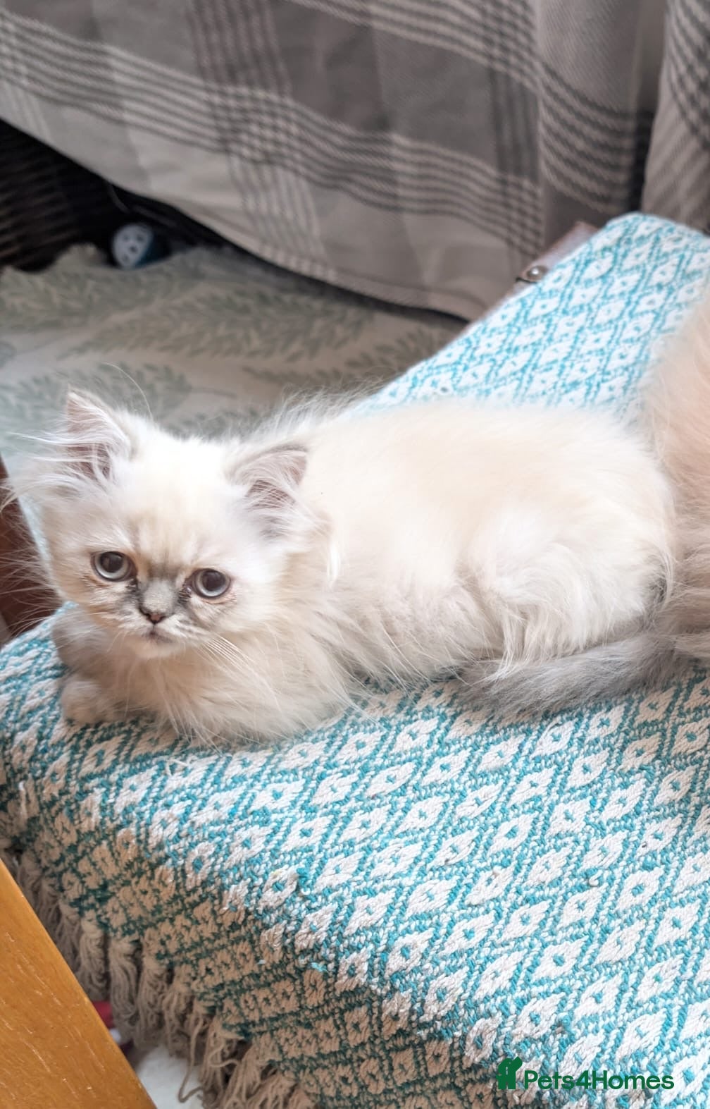 Persian cats Himalayan Persian cats - Advert 2