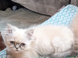 Persian cats Himalayan Persian cats - Advert 11
