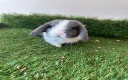 Mini Lop rabbits for sale: Mini lop babies  - Image 5