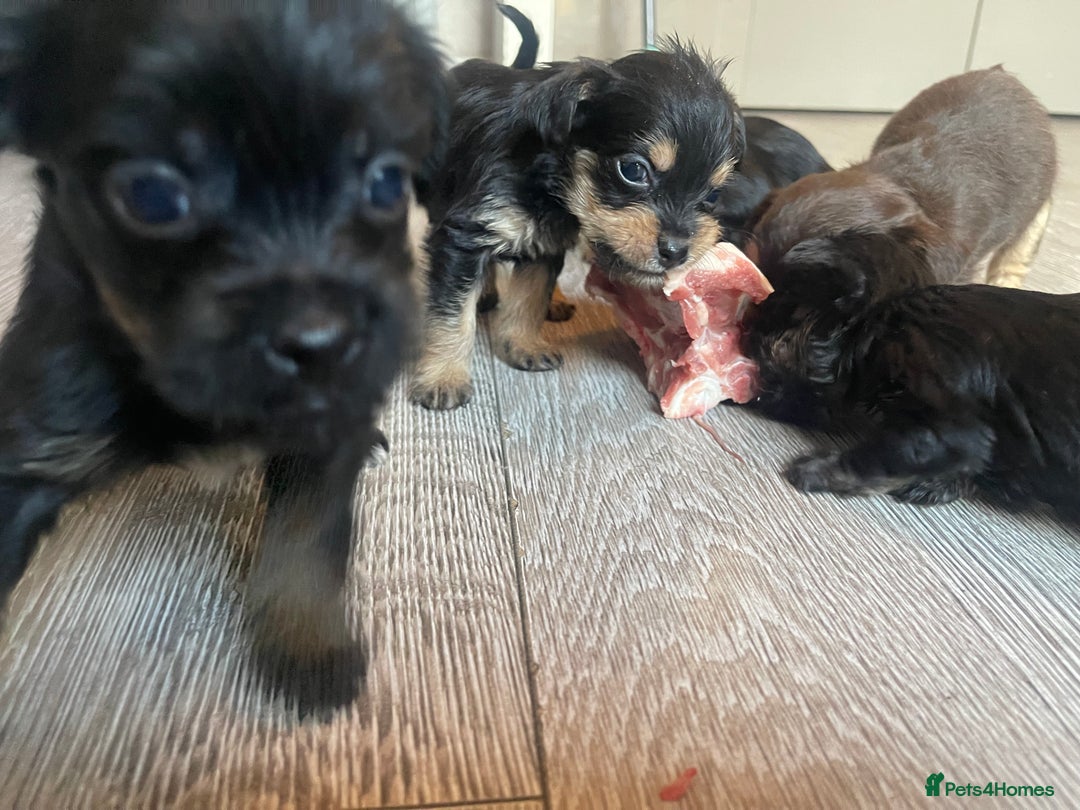 Mixed Breed dogs for sale: Jackapoo/French bulldog  - Advert 32